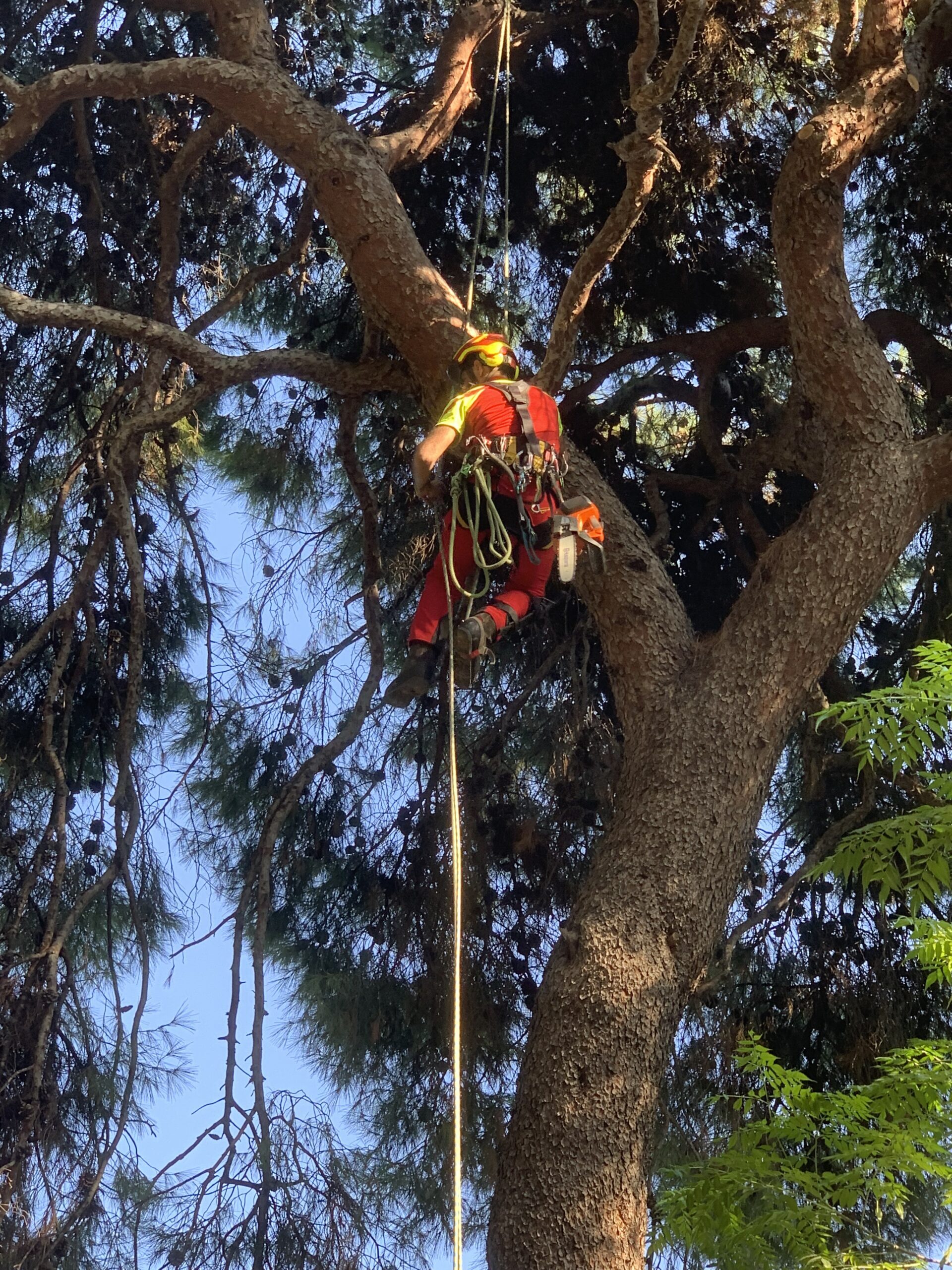 Δενδροκόμος σκαρφαλώνει σε δέντρο χρησιμοποιώντας εξοπλισμό ασφαλείας και αναρρίχησης.