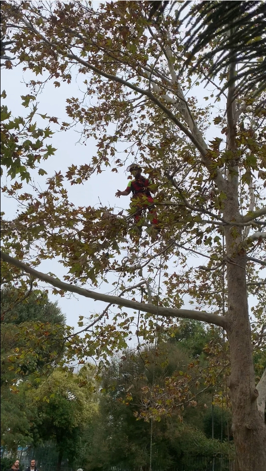 Δενδροκόμος εκτελεί αναρρίχηση ψηλά σε δέντρο κατά τη διάρκεια εκπαιδευτικού σεμιναρίου.