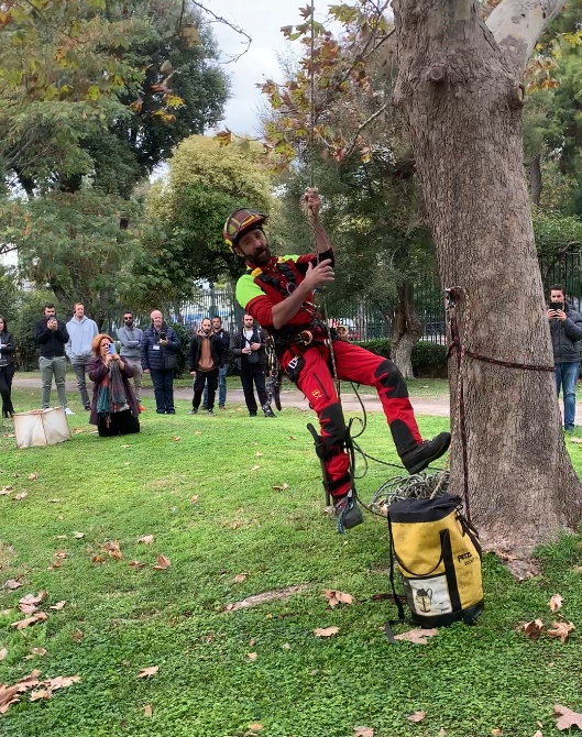 Εκπαιδευτής δενδροκόμος πραγματοποιεί επίδειξη αναρρίχησης σε δέντρο κατά τη διάρκεια σεμιναρίου.