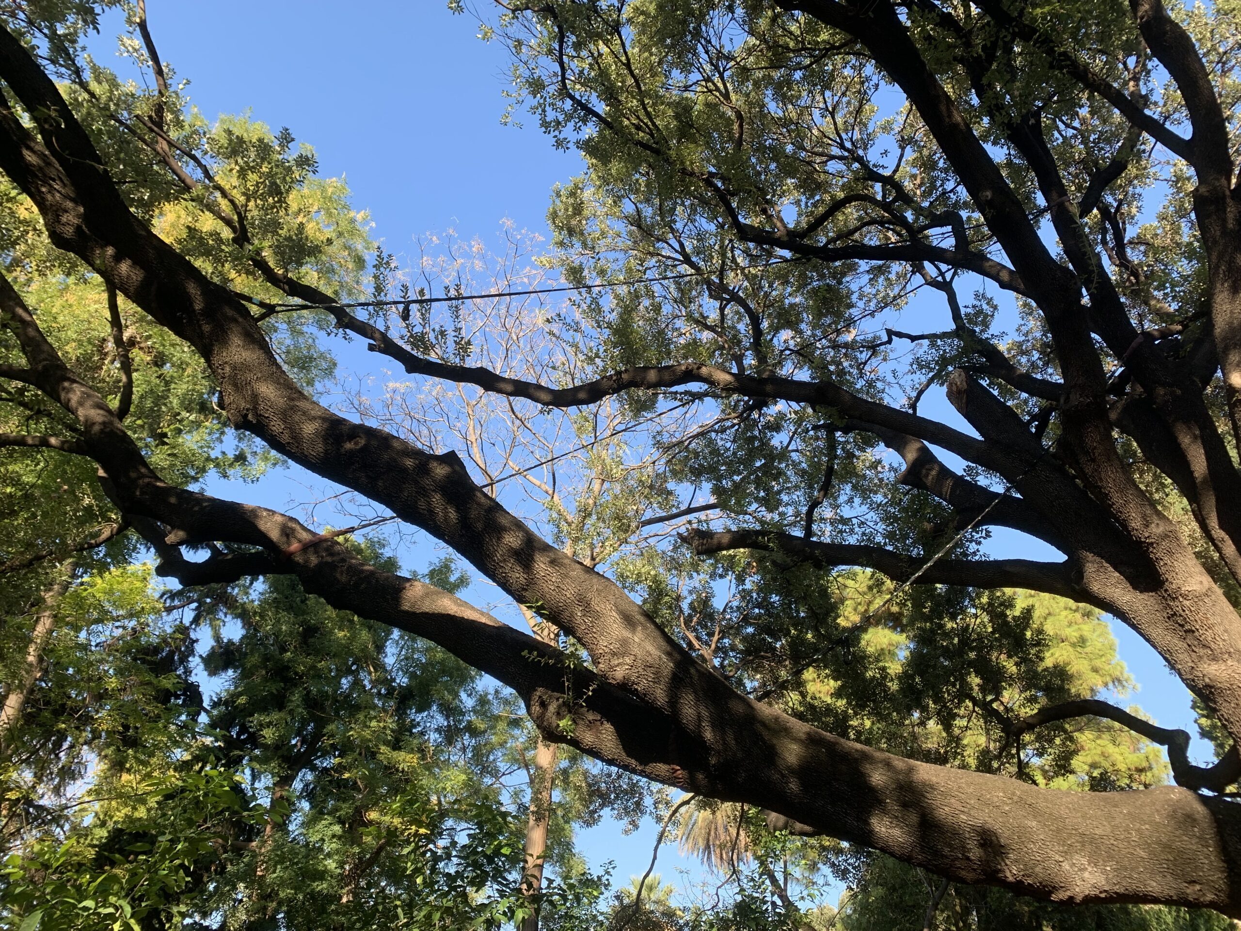 Δέντρο με σχοινιά ασφαλείας εγκατεστημένα για αναρρίχηση κατά τη διάρκεια σεμιναρίου.