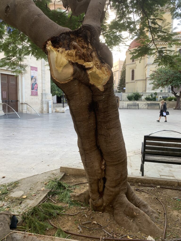 DamagedTreeUrbanArea Δέντρο με σοβαρή ζημιά στον κορμό του μπροστά από τον Άγιο Μηνά στο Ηράκλειο Κρήτης