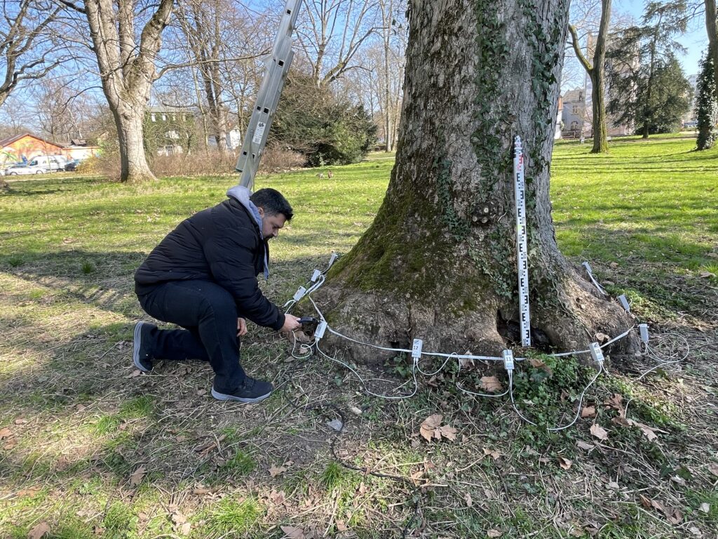 Άνδρας χρησιμοποιεί αισθητήρες και σφυράκι για την ηχητική τομογράφηση ενός δέντρου