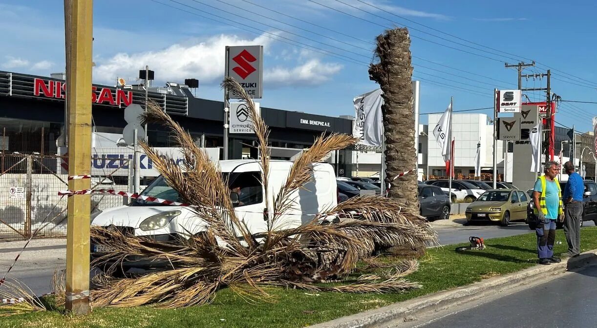 Πεσμένος φοίνικας σε κεντρική λεωφόρο, με εργαζόμενους στο σημείο και φόντο εμπορικά καταστήματα αυτοκινήτων.