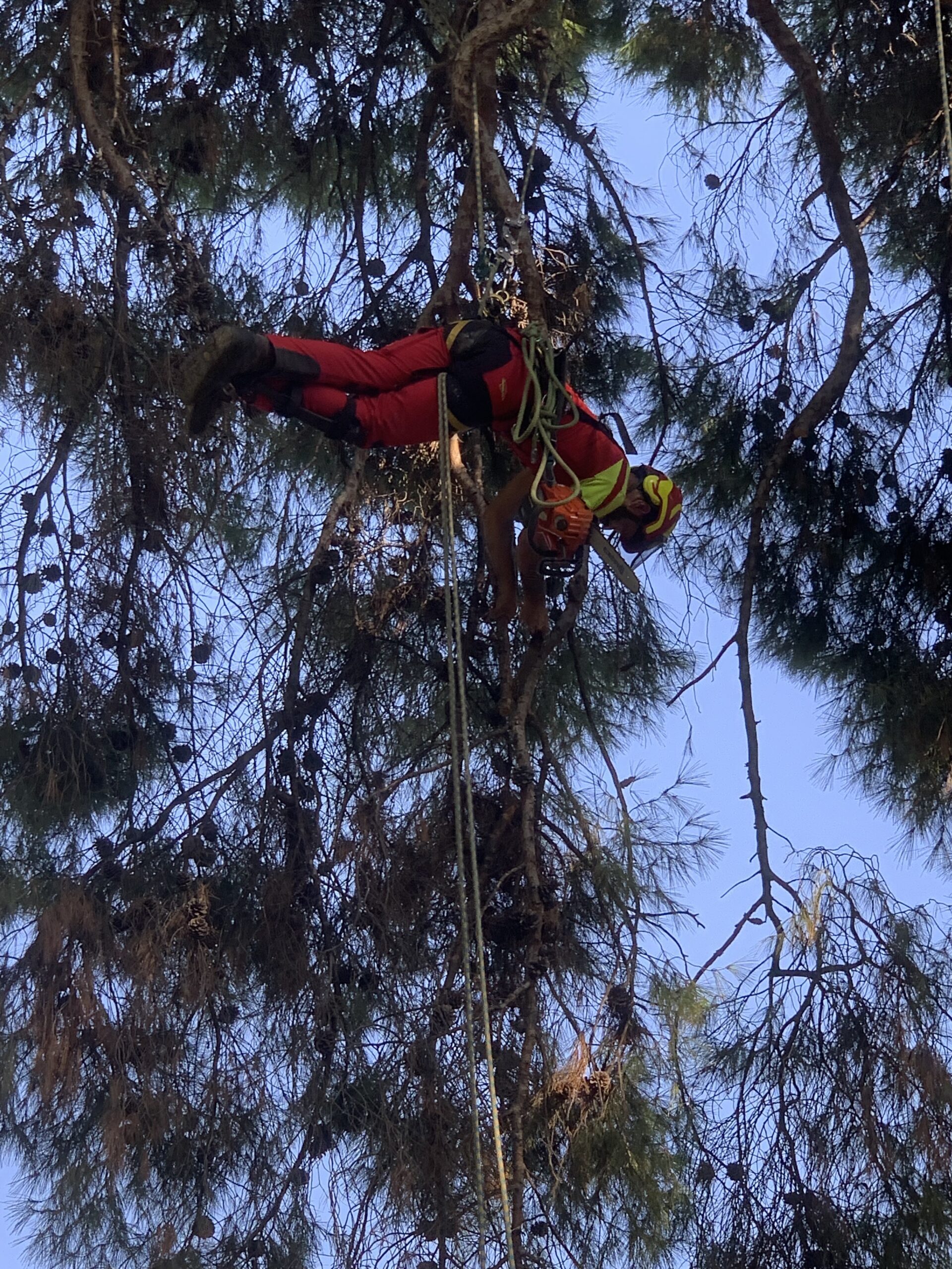 Δενδροκόμος αναρριχάται σε δέντρο με εξοπλισμό ασφαλείας.