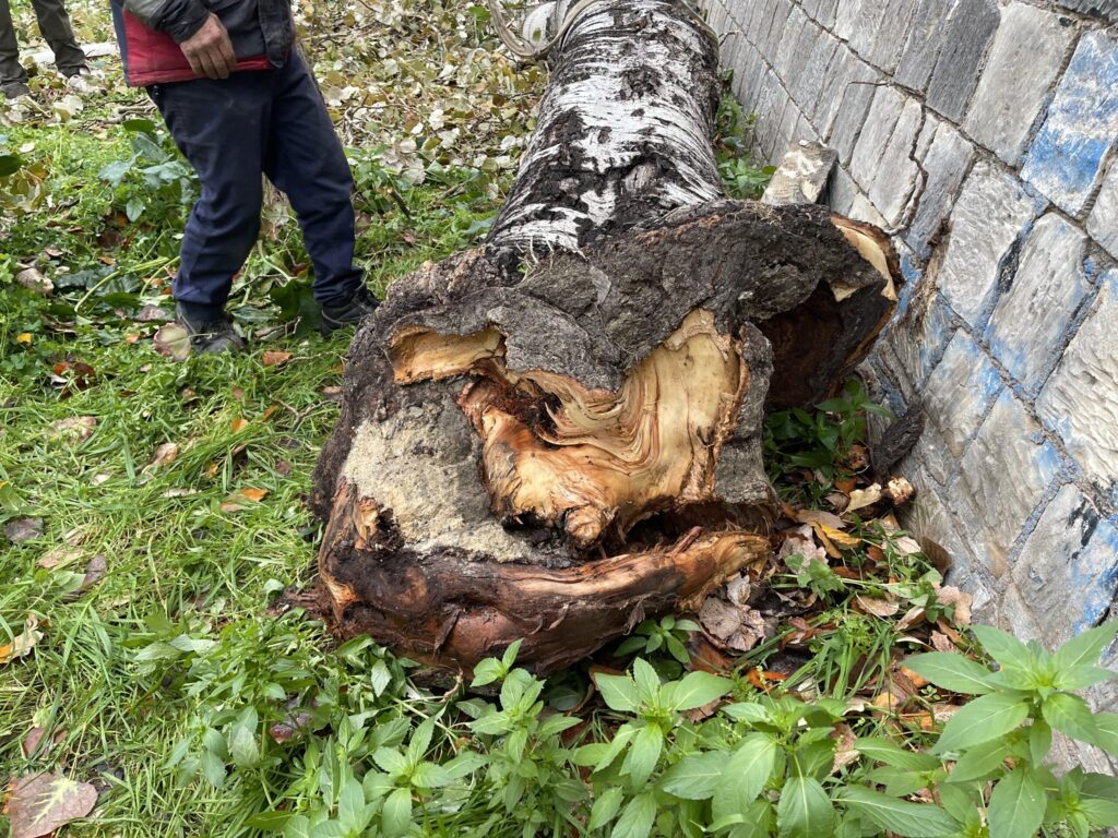 Fallen_Poplar_Heraklion_Walls Πεσμένη λεύκα κοντά στα ενετικά τείχη του Ηρακλείου Κρήτης.