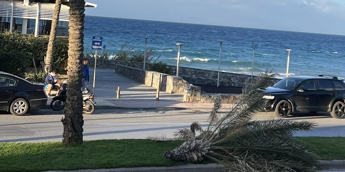 Πεσμένος φοίνικας σε παραλιακή οδό με φόντο τη θάλασσα και οχήματα σταθμευμένα δίπλα.