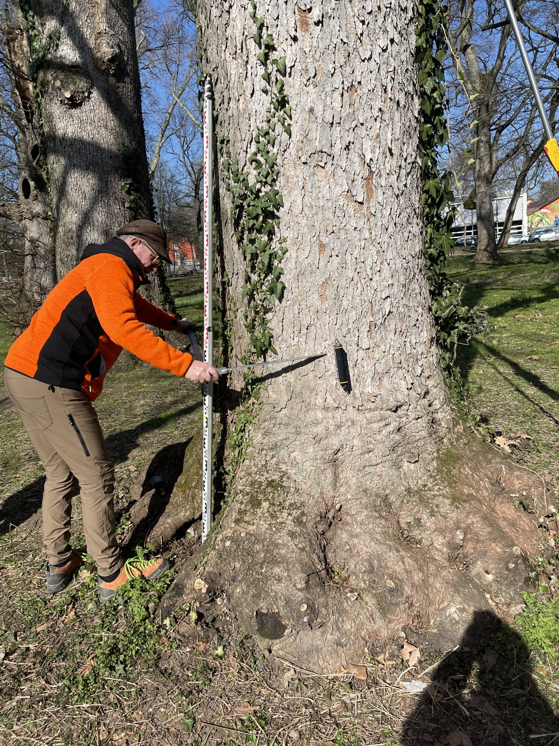Γερμανός χρησιμοποιεί caliper για μέτρηση διαμέτρου δέντρου.
