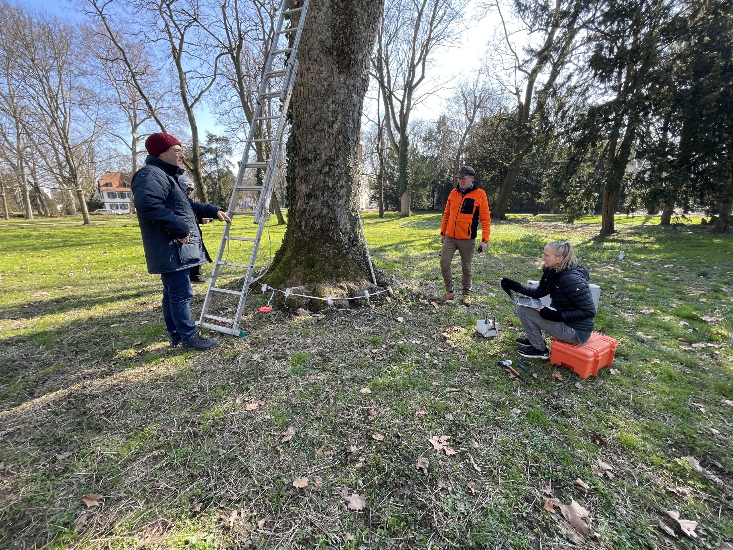 Ομάδα εγκαθιστά εξοπλισμό σε δέντρο.