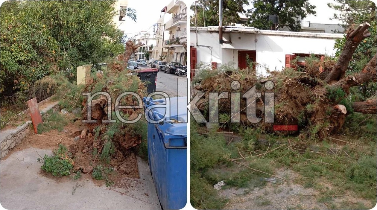 Πεσμένο δέντρο σε δρόμο αστικής περιοχής, δίπλα σε κάδο απορριμμάτων και χαμηλά κτίρια στο φόντο.