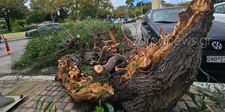 Πτώση δέντρου στο κέντρο των Χανίων, με φόντο τον ορολογικό πύργο.
