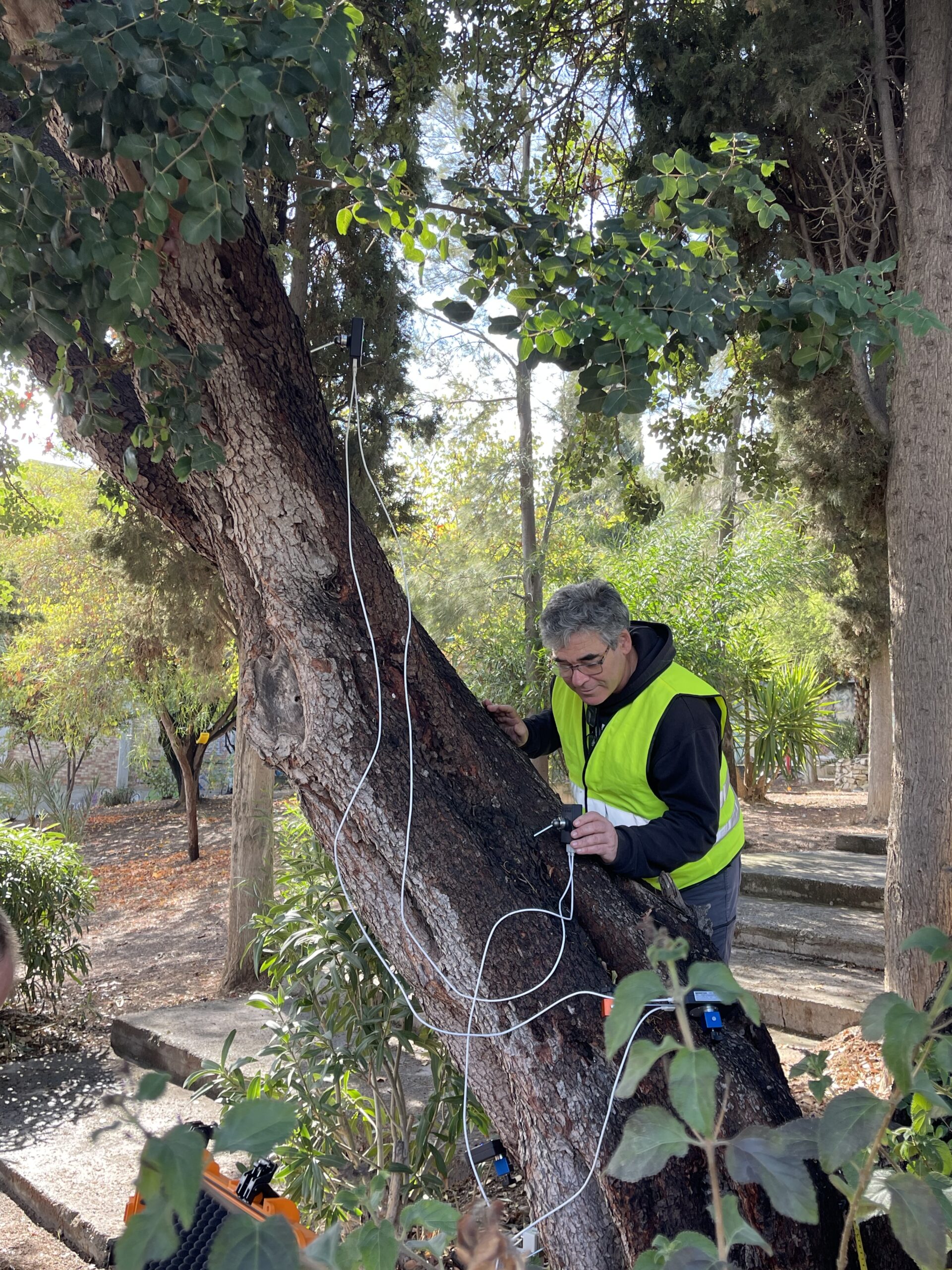 Ο υποψήφιος διδάκτορας και μέλος του Παρατηρητηρίου Αστικού Πρασίνου Κρήτης, Μιχάλης Αναστασιάδης, κατά τη διάρκεια της εκπαίδευσης στο Ελληνικό Μεσογειακό Πανεπιστήμιο (ΕΛΜΕΠΑ), χρησιμοποιεί αισθητήρες σε δέντρο χαρουπιάς για την αξιολόγηση της ασφάλειάς του.
