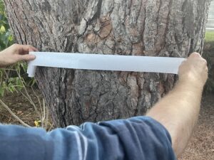 Εκτύπωση ανάλυσης ρεζιστογράφου σε δέντρο για τον προσδιορισμό της δομικής του ακεραιότητας.