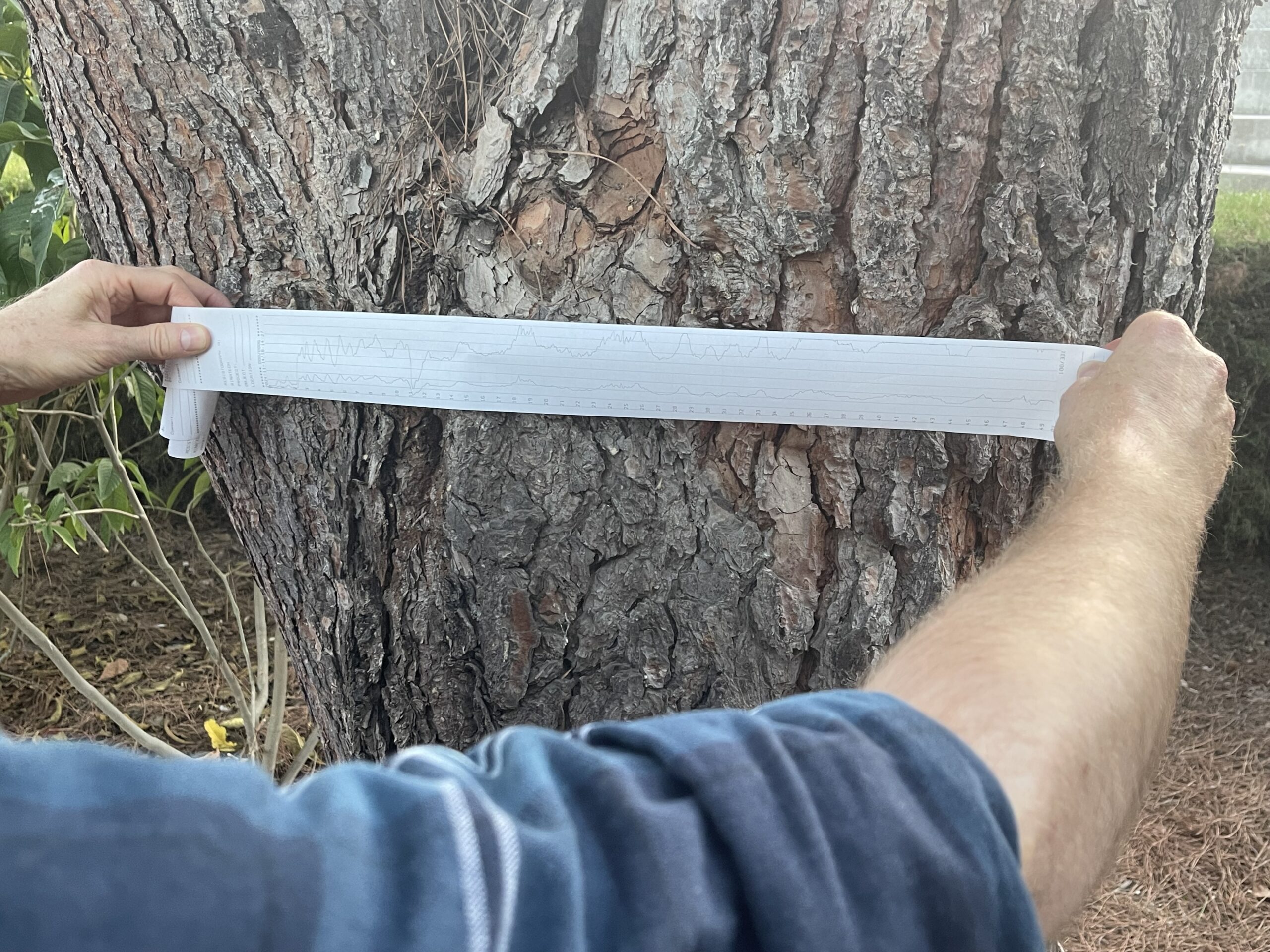 Εκτύπωση ανάλυσης ρεζιστογράφου σε δέντρο για τον προσδιορισμό της δομικής του ακεραιότητας.