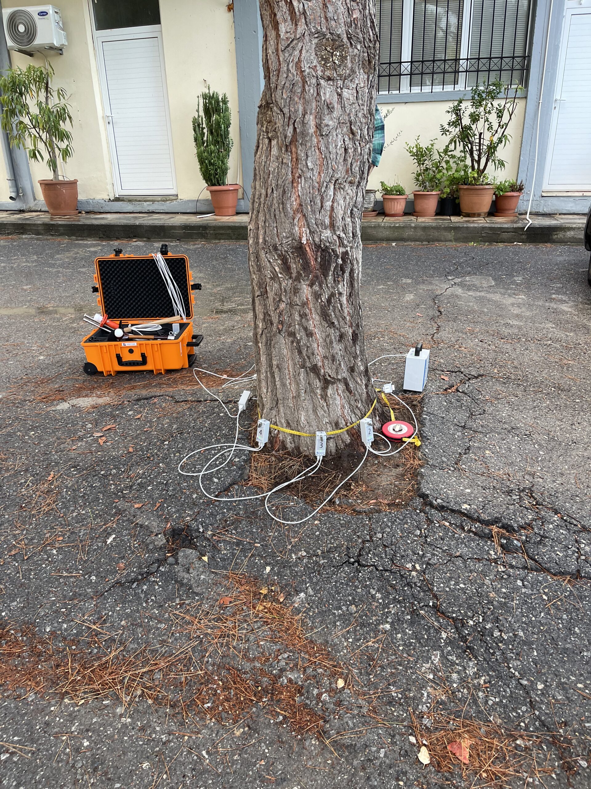 Ο ηχητικός τομογράφος Arbortom εγκατεστημένος γύρω από κορμό πεύκου, κατά τη διάρκεια εκπαίδευσης στο Ελληνικό Μεσογειακό Πανεπιστήμιο (ΕΛΜΕΠΑ), για την ανάλυση της δομικής ακεραιότητας του δέντρου.