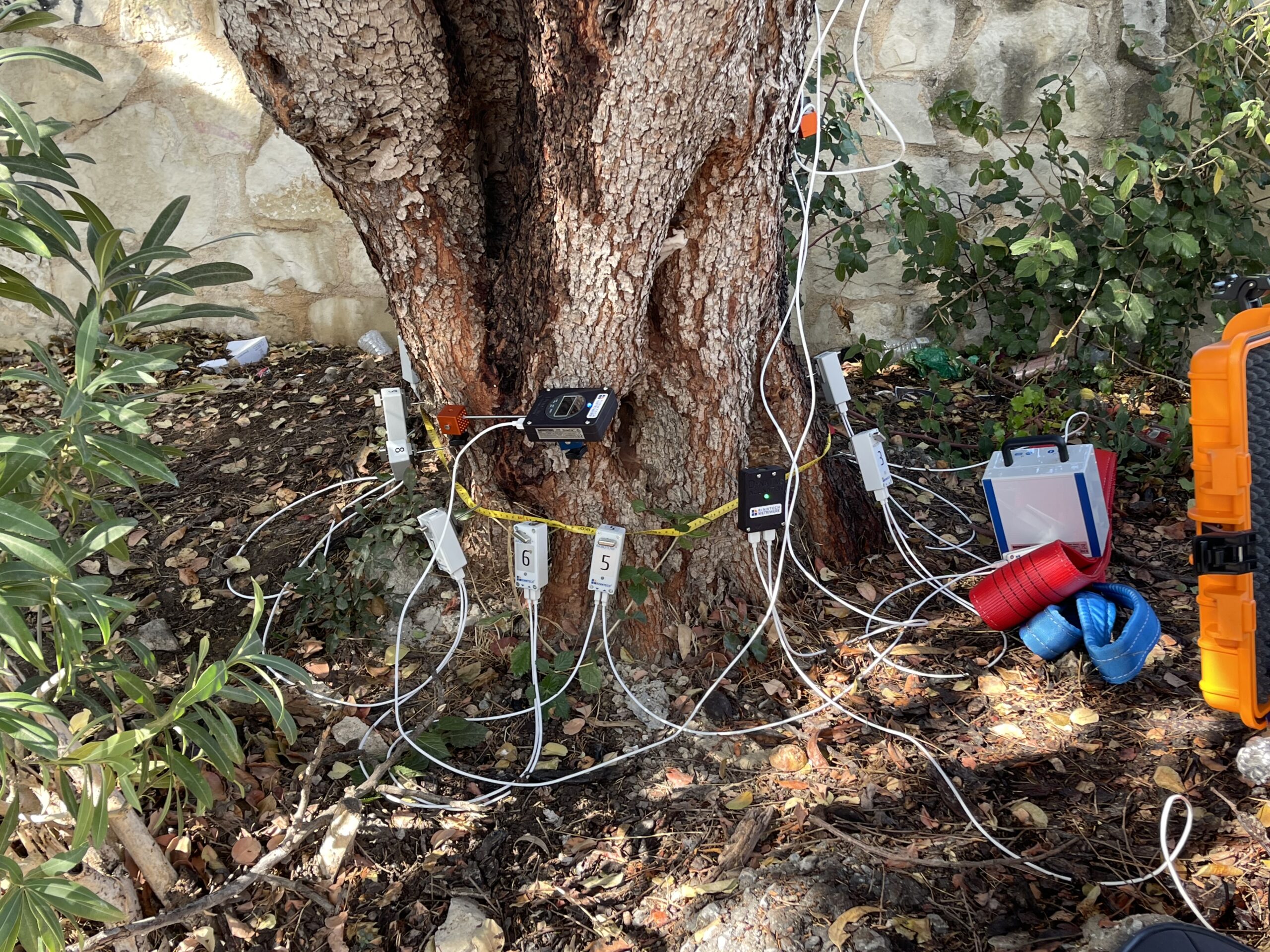 Ηχητικός τομογράφος και εξοπλισμός αισθητήρων τοποθετημένα σε δέντρο χαρουπιάς για την αξιολόγηση της δομικής του ακεραιότητας στο ΕΛΜΕΠΑ.
